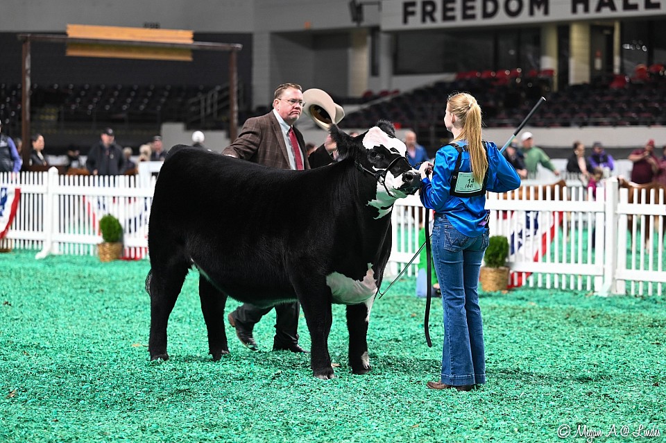 CBD Miss Fergie ET, Reserve Grand F-1 ABHA Jr show NAILE 2023